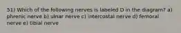 51) Which of the following nerves is labeled D in the diagram? a) phrenic nerve b) ulnar nerve c) intercostal nerve d) femoral nerve e) tibial nerve