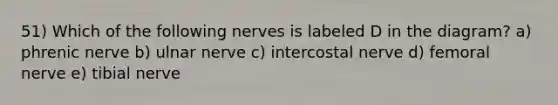 51) Which of the following nerves is labeled D in the diagram? a) phrenic nerve b) ulnar nerve c) intercostal nerve d) femoral nerve e) tibial nerve