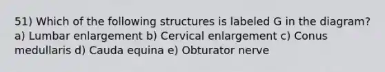 51) Which of the following structures is labeled G in the diagram? a) Lumbar enlargement b) Cervical enlargement c) Conus medullaris d) Cauda equina e) Obturator nerve