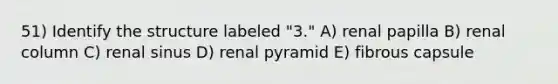 51) Identify the structure labeled "3." A) renal papilla B) renal column C) renal sinus D) renal pyramid E) fibrous capsule