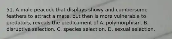 51. A male peacock that displays showy and cumbersome feathers to attract a mate, but then is more vulnerable to predators, reveals the predicament of A. polymorphism. B. disruptive selection. C. species selection. D. sexual selection.