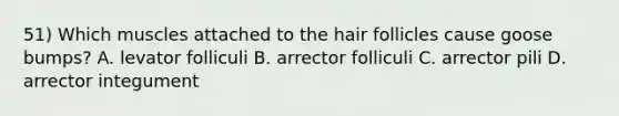 51) Which muscles attached to the hair follicles cause goose bumps? A. levator folliculi B. arrector folliculi C. arrector pili D. arrector integument