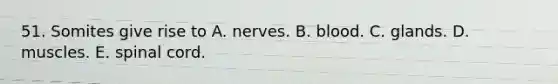 51. Somites give rise to A. nerves. B. blood. C. glands. D. muscles. E. spinal cord.