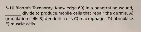 5-10 Bloom's Taxonomy: Knowledge 69) In a penetrating wound, ________ divide to produce mobile cells that repair the dermis. A) granulation cells B) dendritic cells C) macrophages D) fibroblasts E) muscle cells