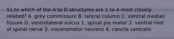 51.to which of the A to D structures are 1 to 4 most closely related? A. grey commissure B. lateral column C. ventral median fissure D. ventrolateral sulcus 1. spinal pia mater 2. ventral root of spinal nerve 3. visceromotor neurons 4. canclis centralis