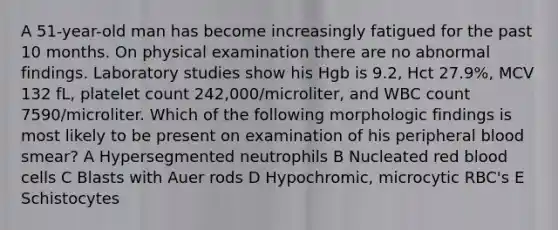 A 51-year-old man has become increasingly fatigued for the past 10 months. On physical examination there are no abnormal findings. Laboratory studies show his Hgb is 9.2, Hct 27.9%, MCV 132 fL, platelet count 242,000/microliter, and WBC count 7590/microliter. Which of the following morphologic findings is most likely to be present on examination of his peripheral blood smear? A Hypersegmented neutrophils B Nucleated red blood cells C Blasts with Auer rods D Hypochromic, microcytic RBC's E Schistocytes