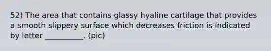 52) The area that contains glassy hyaline cartilage that provides a smooth slippery surface which decreases friction is indicated by letter __________. (pic)