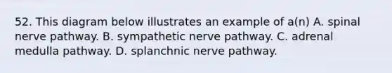 52. This diagram below illustrates an example of a(n) A. spinal nerve pathway. B. sympathetic nerve pathway. C. adrenal medulla pathway. D. splanchnic nerve pathway.