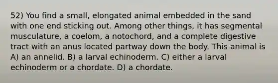 52) You find a small, elongated animal embedded in the sand with one end sticking out. Among other things, it has segmental musculature, a coelom, a notochord, and a complete digestive tract with an anus located partway down the body. This animal is A) an annelid. B) a larval echinoderm. C) either a larval echinoderm or a chordate. D) a chordate.