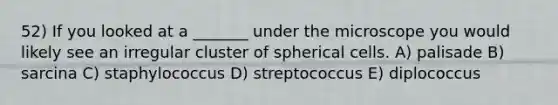 52) If you looked at a _______ under the microscope you would likely see an irregular cluster of spherical cells. A) palisade B) sarcina C) staphylococcus D) streptococcus E) diplococcus