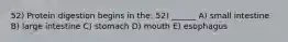 52) Protein digestion begins in the: 52) ______ A) small intestine B) large intestine C) stomach D) mouth E) esophagus