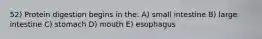 52) Protein digestion begins in the: A) small intestine B) large intestine C) stomach D) mouth E) esophagus
