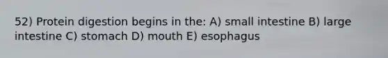 52) Protein digestion begins in the: A) small intestine B) large intestine C) stomach D) mouth E) esophagus