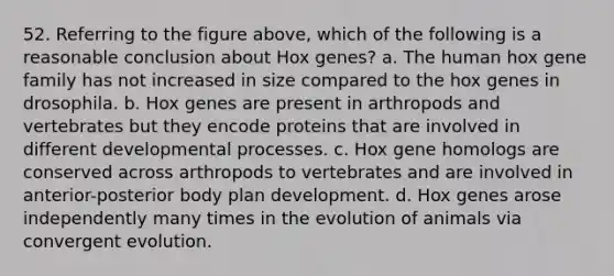 52. Referring to the figure above, which of the following is a reasonable conclusion about Hox genes? a. The human hox gene family has not increased in size compared to the hox genes in drosophila. b. Hox genes are present in arthropods and vertebrates but they encode proteins that are involved in different developmental processes. c. Hox gene homologs are conserved across arthropods to vertebrates and are involved in anterior-posterior body plan development. d. Hox genes arose independently many times in the evolution of animals via convergent evolution.