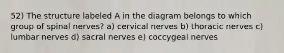 52) The structure labeled A in the diagram belongs to which group of <a href='https://www.questionai.com/knowledge/kyBL1dWgAx-spinal-nerves' class='anchor-knowledge'>spinal nerves</a>? a) cervical nerves b) thoracic nerves c) lumbar nerves d) sacral nerves e) coccygeal nerves