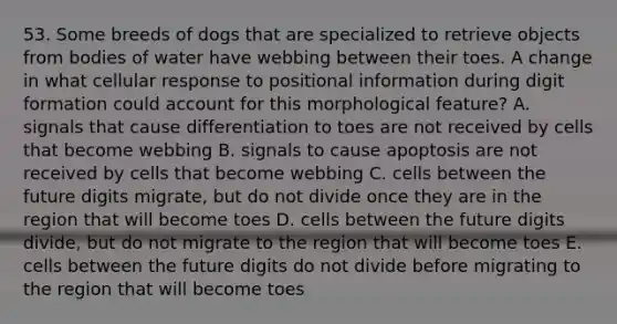 53. Some breeds of dogs that are specialized to retrieve objects from bodies of water have webbing between their toes. A change in what cellular response to positional information during digit formation could account for this morphological feature? A. signals that cause differentiation to toes are not received by cells that become webbing B. signals to cause apoptosis are not received by cells that become webbing C. cells between the future digits migrate, but do not divide once they are in the region that will become toes D. cells between the future digits divide, but do not migrate to the region that will become toes E. cells between the future digits do not divide before migrating to the region that will become toes