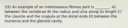 53) An example of an interosseous fibrous joint is ________. A) between the vertebrae B) the radius and ulna along its length C) the clavicle and the scapula at the distal ends D) between the humerus and the glenoid cavity