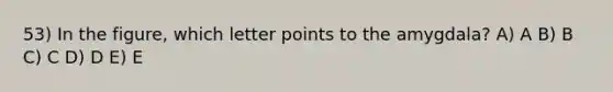 53) In the figure, which letter points to the amygdala? A) A B) B C) C D) D E) E
