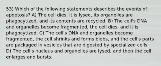 53) Which of the following statements describes the events of apoptosis? A) The cell dies, it is lysed, its organelles are phagocytized, and its contents are recycled. B) The cell's DNA and organelles become fragmented, the cell dies, and it is phagocytized. C) The cell's DNA and organelles become fragmented, the cell shrinks and forms blebs, and the cell's parts are packaged in vesicles that are digested by specialized cells. D) The cell's nucleus and organelles are lysed, and then the cell enlarges and bursts.