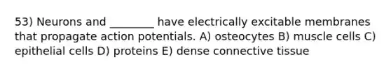 53) Neurons and ________ have electrically excitable membranes that propagate action potentials. A) osteocytes B) muscle cells C) epithelial cells D) proteins E) dense <a href='https://www.questionai.com/knowledge/kYDr0DHyc8-connective-tissue' class='anchor-knowledge'>connective tissue</a>