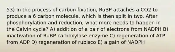 53) In the process of carbon fixation, RuBP attaches a CO2 to produce a 6 carbon molecule, which is then split in two. After phosphorylation and reduction, what more needs to happen in the Calvin cycle? A) addition of a pair of electrons from NADPH B) inactivation of RuBP carboxylase enzyme C) regeneration of ATP from ADP D) regeneration of rubisco E) a gain of NADPH