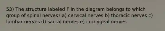 53) The structure labeled F in the diagram belongs to which group of <a href='https://www.questionai.com/knowledge/kyBL1dWgAx-spinal-nerves' class='anchor-knowledge'>spinal nerves</a>? a) cervical nerves b) thoracic nerves c) lumbar nerves d) sacral nerves e) coccygeal nerves