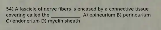 54) A fascicle of nerve fibers is encased by a <a href='https://www.questionai.com/knowledge/kYDr0DHyc8-connective-tissue' class='anchor-knowledge'>connective tissue</a> covering called the _____________. A) epineurium B) perineurium C) endonerium D) myelin sheath