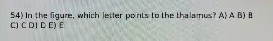 54) In the figure, which letter points to the thalamus? A) A B) B C) C D) D E) E