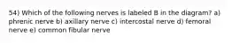 54) Which of the following nerves is labeled B in the diagram? a) phrenic nerve b) axillary nerve c) intercostal nerve d) femoral nerve e) common fibular nerve