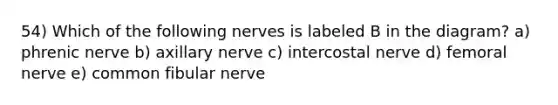 54) Which of the following nerves is labeled B in the diagram? a) phrenic nerve b) axillary nerve c) intercostal nerve d) femoral nerve e) common fibular nerve