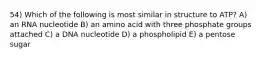 54) Which of the following is most similar in structure to ATP? A) an RNA nucleotide B) an amino acid with three phosphate groups attached C) a DNA nucleotide D) a phospholipid E) a pentose sugar