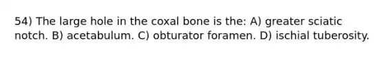 54) The large hole in the coxal bone is the: A) greater sciatic notch. B) acetabulum. C) obturator foramen. D) ischial tuberosity.