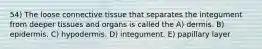 54) The loose connective tissue that separates the integument from deeper tissues and organs is called the A) dermis. B) epidermis. C) hypodermis. D) integument. E) papillary layer