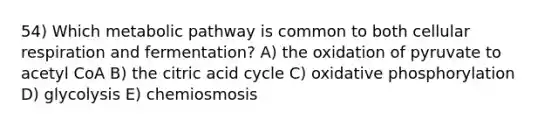 54) Which metabolic pathway is common to both cellular respiration and fermentation? A) the oxidation of pyruvate to acetyl CoA B) the citric acid cycle C) oxidative phosphorylation D) glycolysis E) chemiosmosis