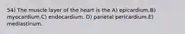 54) The muscle layer of the heart is the A) epicardium.B) myocardium.C) endocardium. D) parietal pericardium.E) mediastinum.