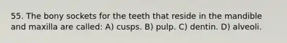 55. The bony sockets for the teeth that reside in the mandible and maxilla are called: A) cusps. B) pulp. C) dentin. D) alveoli.