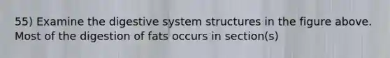 55) Examine the digestive system structures in the figure above. Most of the digestion of fats occurs in section(s)