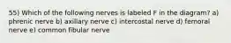 55) Which of the following nerves is labeled F in the diagram? a) phrenic nerve b) axillary nerve c) intercostal nerve d) femoral nerve e) common fibular nerve