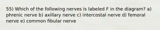 55) Which of the following nerves is labeled F in the diagram? a) phrenic nerve b) axillary nerve c) intercostal nerve d) femoral nerve e) common fibular nerve