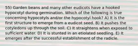 55) Garden beans and many other eudicots have a hooked hypocotyl during germination. Which of the following is true concerning hypocotyls and/or the hypocotyl hook? A) It is the first structure to emerge from a eudicot seed. B) It pushes the cotyledons up through the soil. C) It straightens when exposed to sufficient water. D) It is stunted in an etiolated seedling. E) It emerges after the successful establishment of the radicle.