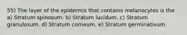 55) The layer of the epidermis that contains melanocytes is the a) Stratum spinosum. b) Stratum lucidum. c) Stratum granulosum. d) Stratum corneum. e) Stratum germinativum.