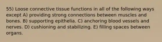 55) Loose connective tissue functions in all of the following ways except A) providing strong connections between muscles and bones. B) supporting epithelia. C) anchoring blood vessels and nerves. D) cushioning and stabilizing. E) filling spaces between organs.