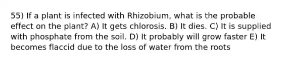 55) If a plant is infected with Rhizobium, what is the probable effect on the plant? A) It gets chlorosis. B) It dies. C) It is supplied with phosphate from the soil. D) It probably will grow faster E) It becomes flaccid due to the loss of water from the roots