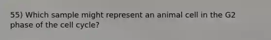 55) Which sample might represent an animal cell in the G2 phase of the cell cycle?