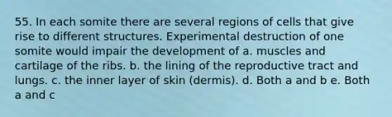 55. In each somite there are several regions of cells that give rise to different structures. Experimental destruction of one somite would impair the development of a. muscles and cartilage of the ribs. b. the lining of the reproductive tract and lungs. c. the inner layer of skin (dermis). d. Both a and b e. Both a and c