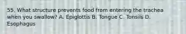 55. What structure prevents food from entering the trachea when you swallow? A. Epiglottis B. Tongue C. Tonsils D. Esophagus