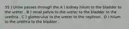 55 ) Urine passes through the A ) kidney hilum to the bladder to the ureter . B ) renal pelvis to the ureter to the bladder to the urethra . C ) glomerulus to the ureter to the nephron . D ) hilum to the urethra to the bladder .