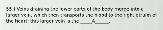 55.) Veins draining the lower parts of the body merge into a larger vein, which then transports the blood to the right atruim of the heart; this larger vein is the _____A______.