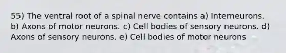 55) The ventral root of a spinal nerve contains a) Interneurons. b) Axons of motor neurons. c) Cell bodies of sensory neurons. d) Axons of sensory neurons. e) Cell bodies of motor neurons