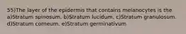 55)The layer of the epidermis that contains melanocytes is the a)Stratum spinosum. b)Stratum lucidum. c)Stratum granulosum. d)Stratum corneum. e)Stratum germinativum